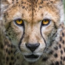 cheetah-2902163_640
